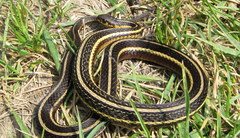 Thamnophis butleri