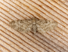 Eupithecia harrisonata
