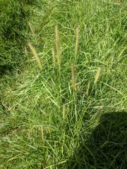 Hordeum secalinum