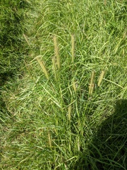 Hordeum secalinum