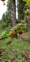 Ribes pinetorum