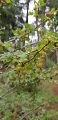 Ribes pinetorum