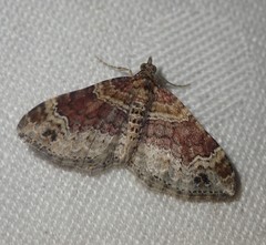 Xanthorhoe spadicearia