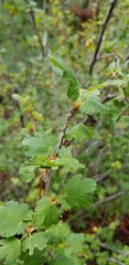 Ribes pinetorum