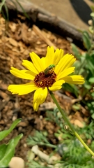 Agapostemon