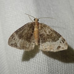 Ecliptopera capitata