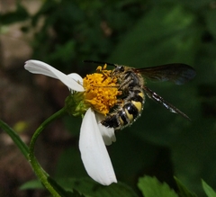 Xanthocampsomeris completa