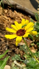 Agapostemon