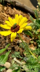 Agapostemon