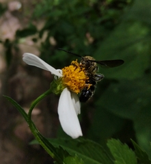 Xanthocampsomeris completa