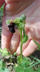 Ophrys bombyliflora