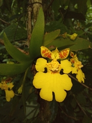 Erycina pusilla