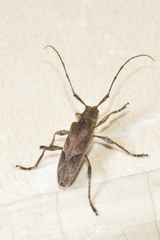 Canidia spinicornis