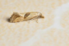 Eugnosta bimaculana