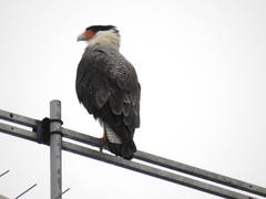 Caracara plancus