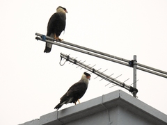 Caracara plancus