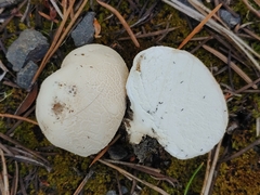 Lycoperdon subcretaceum