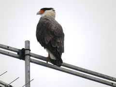 Caracara plancus