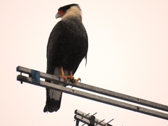 Caracara plancus