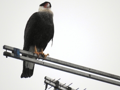 Caracara plancus