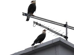 Caracara plancus