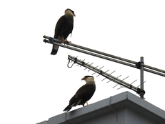 Caracara plancus
