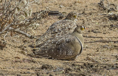 Pterocles bicinctus bicinctus