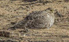 Pterocles bicinctus bicinctus