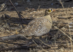 Pterocles bicinctus bicinctus