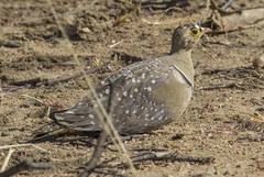 Pterocles bicinctus bicinctus