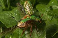 Chrysina adelaida