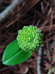 Malaxis elliptica