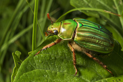 Chrysina adelaida