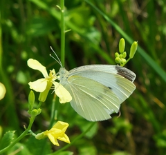 Pieris rapae