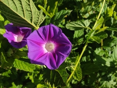 Ipomoea tacambarensis