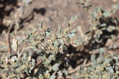Atriplex muelleri