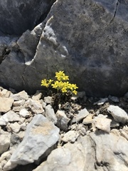 Draba pedicellata wheelerensis