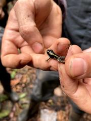 Phyllobates lugubris