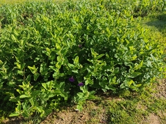 Ipomoea tacambarensis