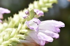 Physostegia digitalis