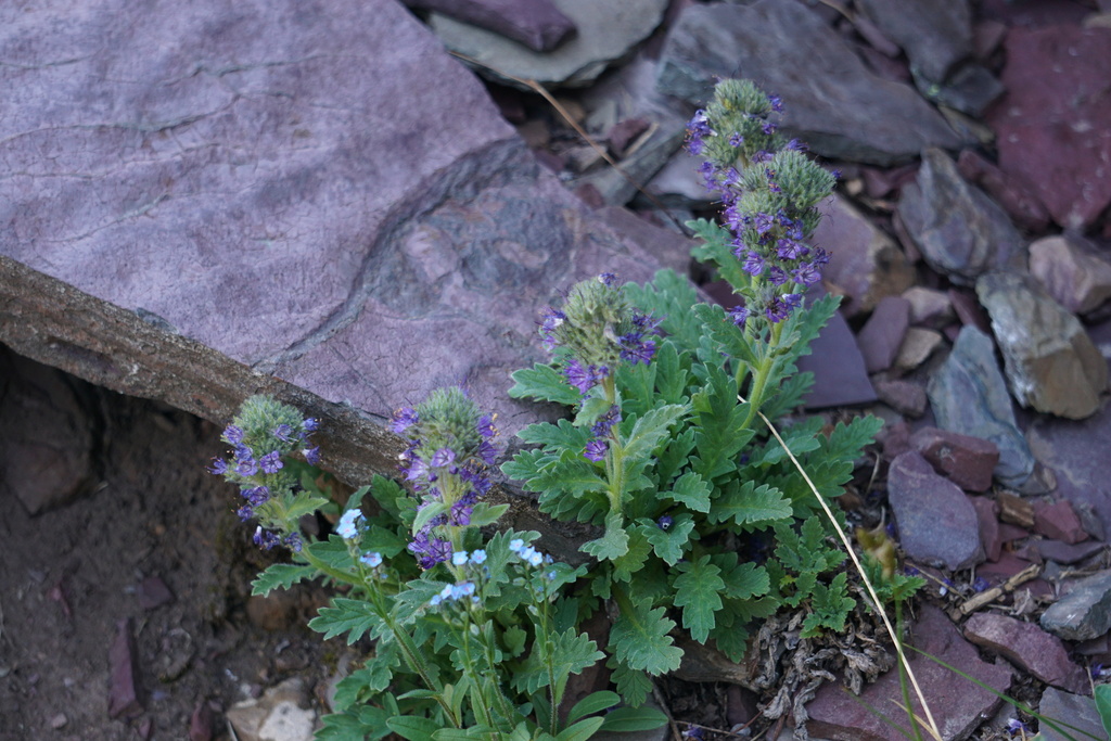 Lyall's Phacelia