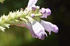Physostegia digitalis