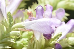 Physostegia digitalis