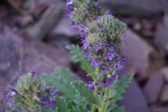 Phacelia lyallii