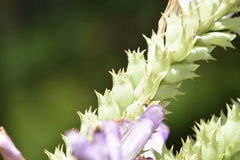 Physostegia digitalis