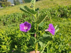 Ipomoea tacambarensis