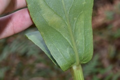 Physostegia digitalis