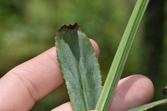 Physostegia digitalis