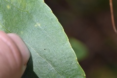 Physostegia digitalis