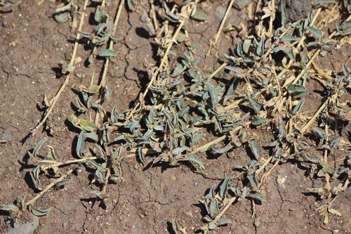 Atriplex semibaccata observed 2021-07-09